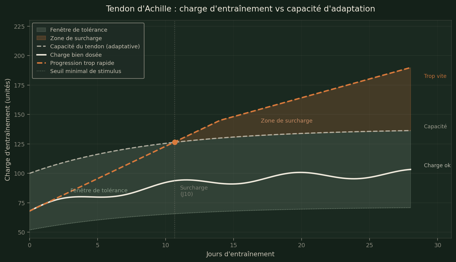 Fenêtre de tolérance du tendon d'Achille — charge bien dosée vs surcharge progressive