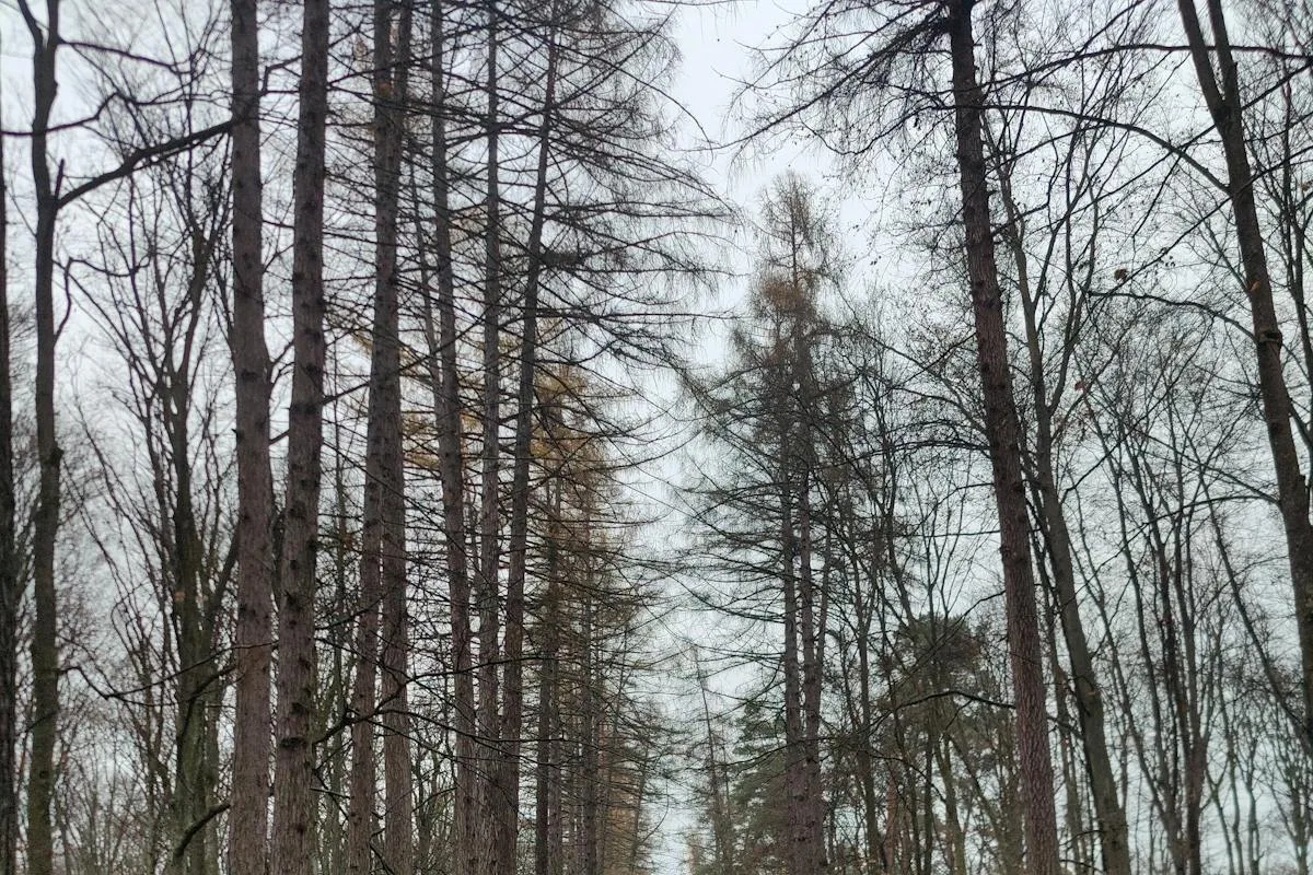 Coureur seul sur chemin forestier en automne — allure détendue, endurance fondamentale Bloc 1
