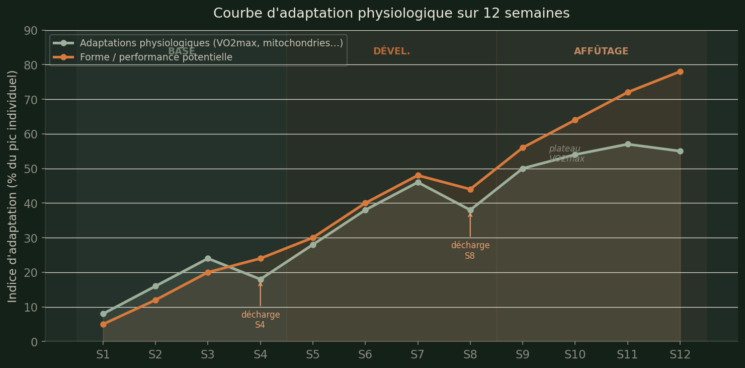 Courbe d'adaptation physiologique sur 12 semaines — plateau VO2max vers S8-S9, pic de forme à S11-S12 après affûtage