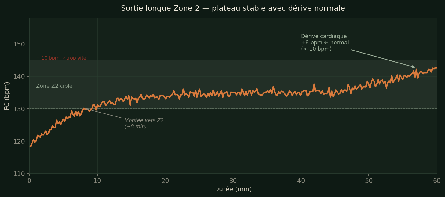 Courbe FC sur 60 min d'une sortie Z2 — plateau stable entre 130 et 145 bpm