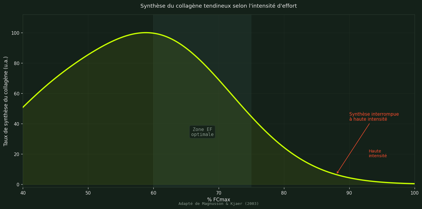 Synthèse du collagène tendineux selon l'intensité d'effort