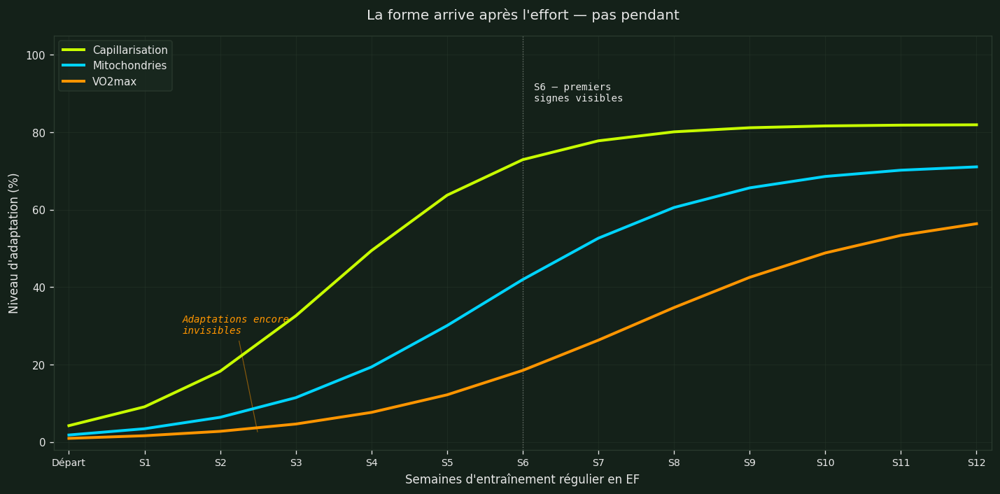 La forme arrive après l'effort — timeline des adaptations sur 12 semaines