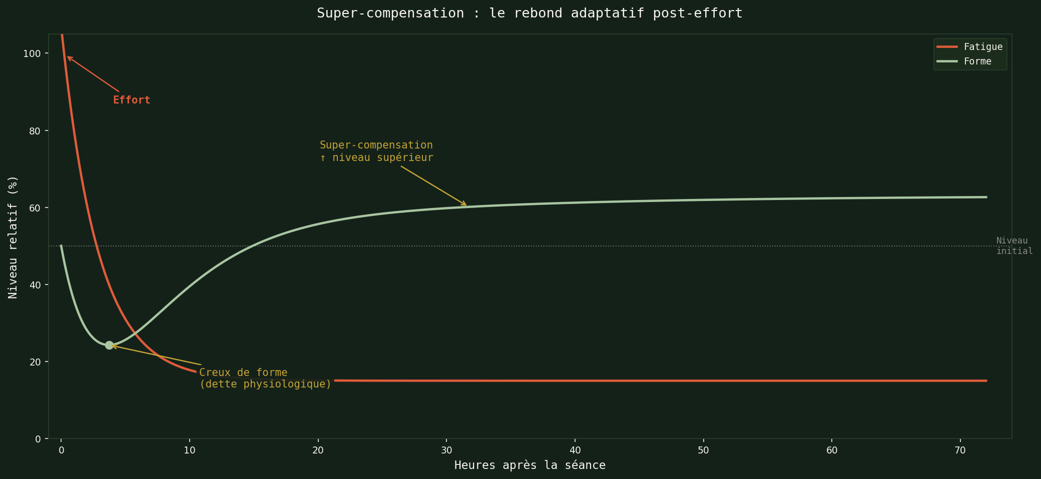 Super-compensation : le rebond adaptatif post-effort